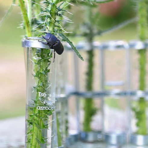 Vase d'avril, le petit de la grande maison - Tsé & Tsé Paris – Image 3